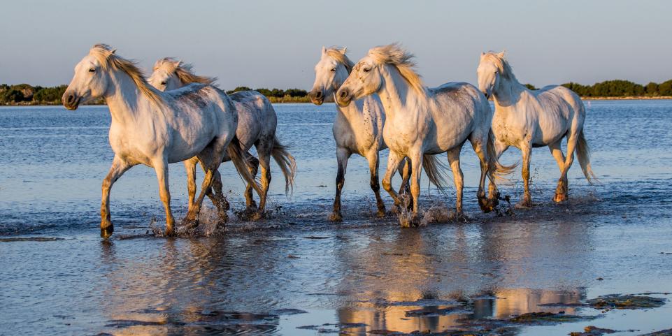 Quels sont les plus belles plages en Camargue ?